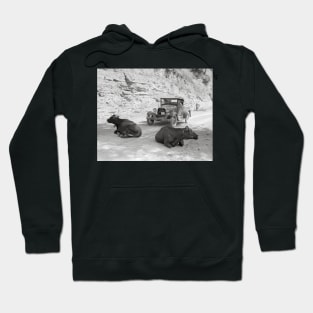 Cows Blocking Road, 1940. Vintage Photo Hoodie